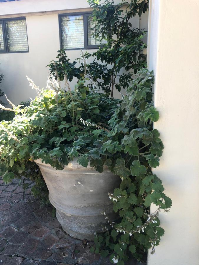 Just A Bed Apartamento Stellenbosch Exterior foto